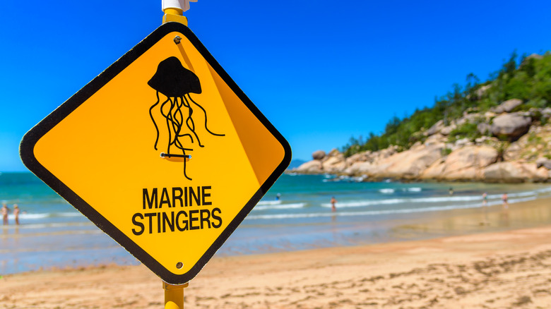 jellyfish warning sign on beach