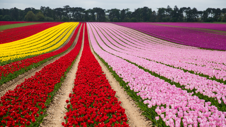 A field of colorful tulups