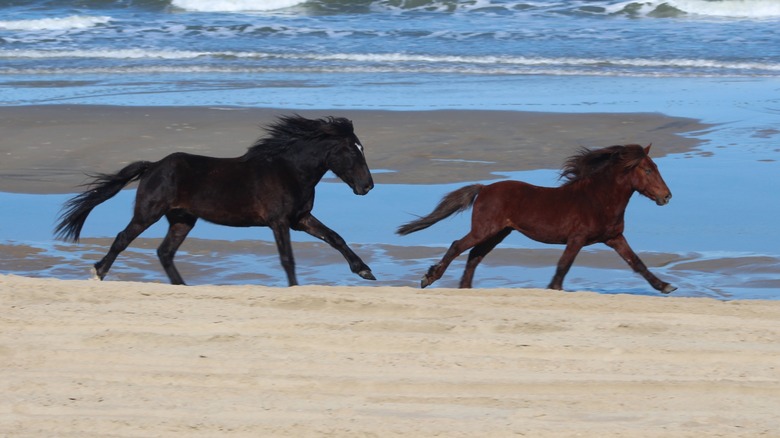 Wild horses of the Outer Banks galloping through the beach