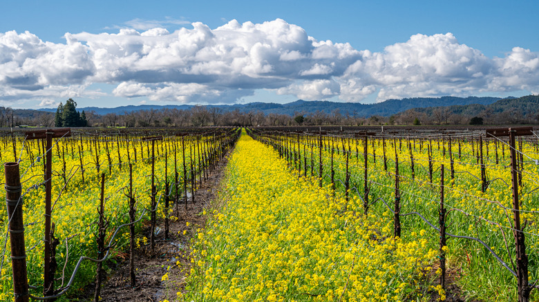 Vineyard with mustard blooming in Sonoma County, California