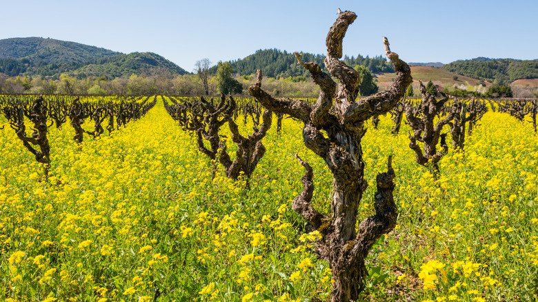 Mustard blooming in a field in Sonoma County, California