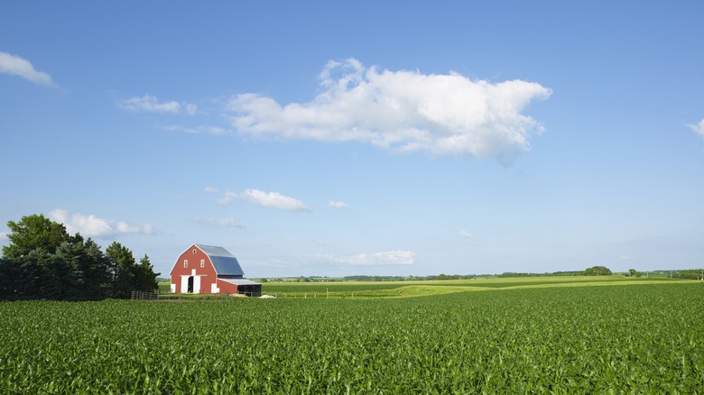 red barn in green field