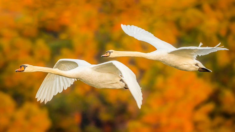 Fall foliage on Pawley's Island