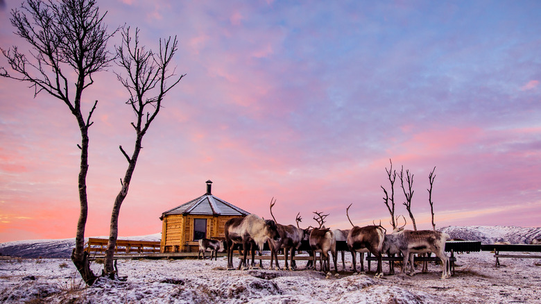 Reindeer herd near cabin at sunset.