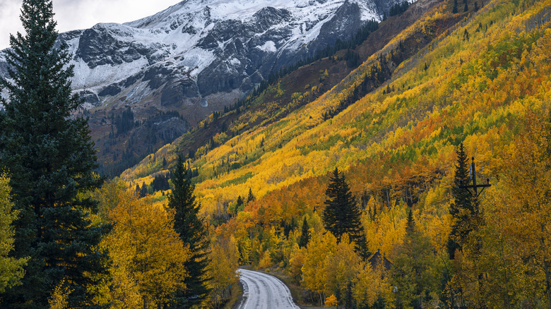 Fall foliage near Million Dollar Highway