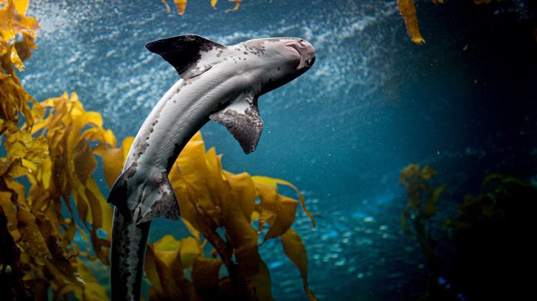 Monterey Bay Aquarium shark in kelp exhibit