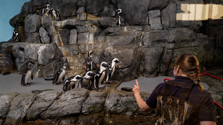 Person in a penguin habitat