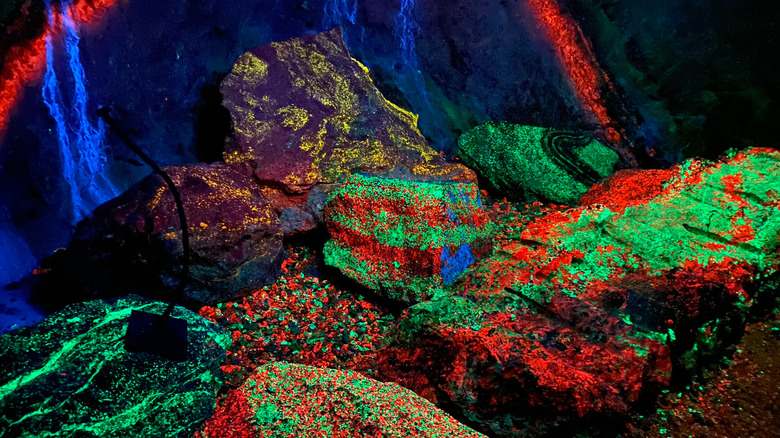 A display of fluorescent rock samples at Sterling Hills Mine