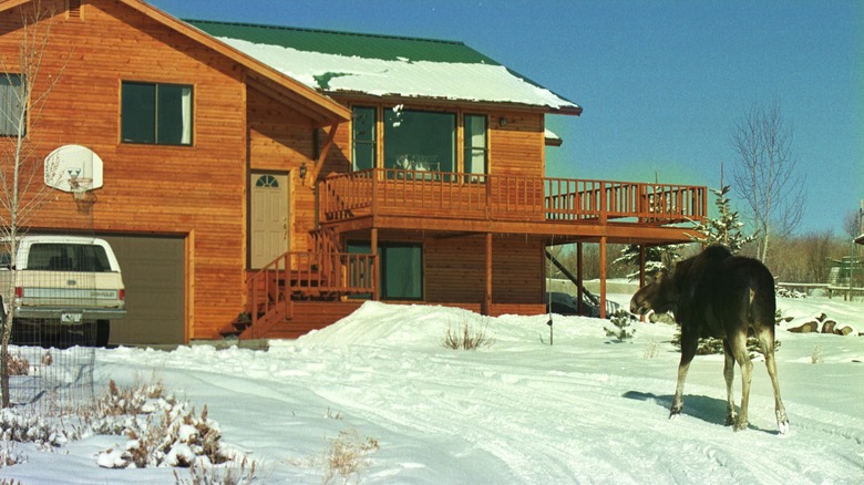 A moose outside a wooden residence in Pinedale, Wyoming