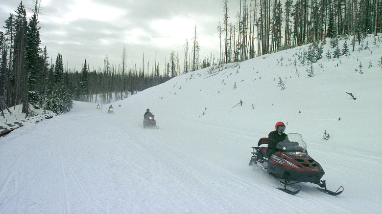 People snowmobiling in a snow-covered forest in Wyoming