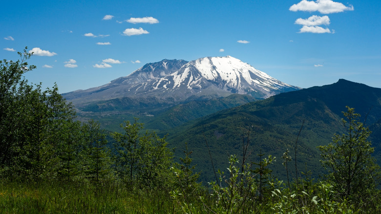 Forests near Mount Saint Helens