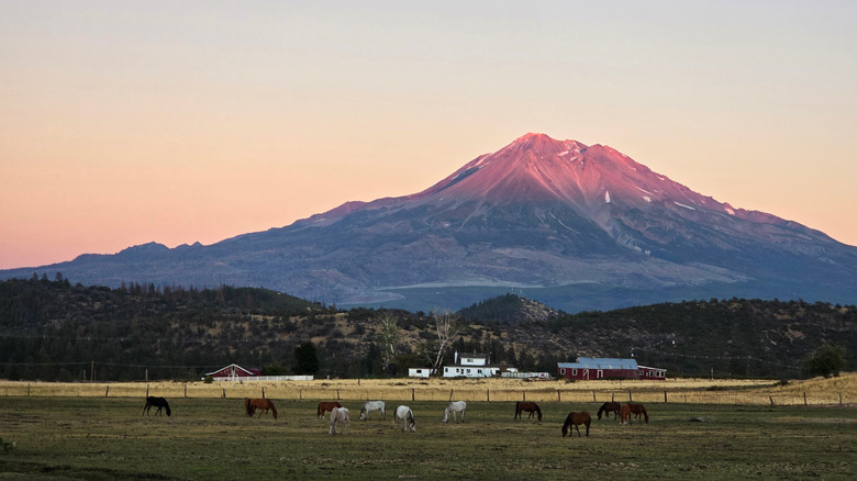 Mount Shasta at sunset