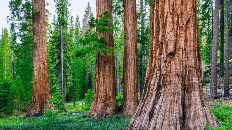 Sequoias at Mariposa Grove