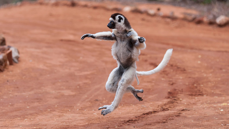 Dancing sifaka in Madagascar