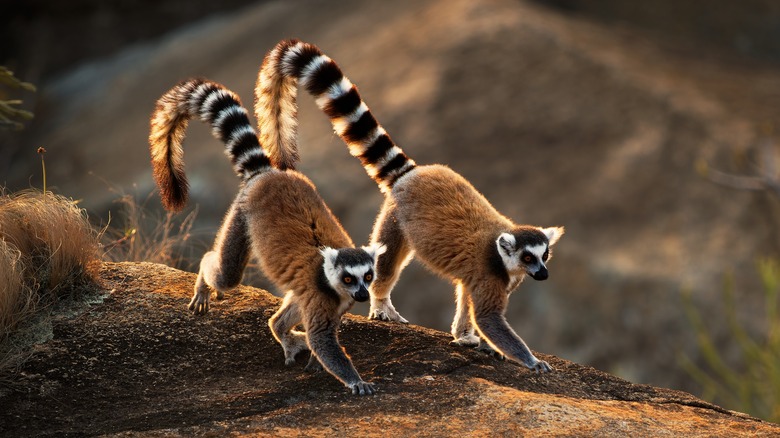 Ringtail lemurs in Madagascar