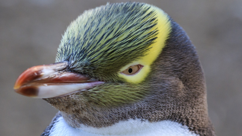 Yellow-eyed penguin 