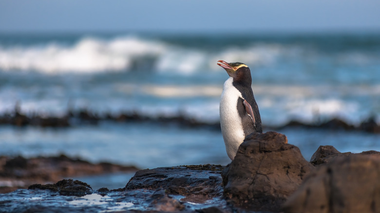 Yellow-eyed penguin in Curio Bay 