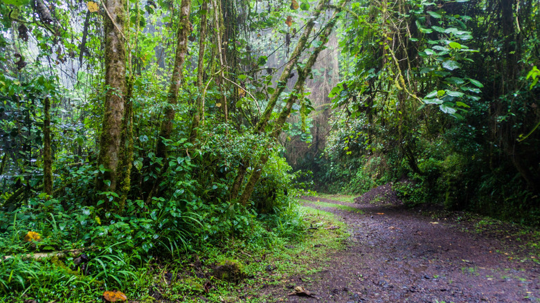 Hiking trail in Barú Volcano National Park