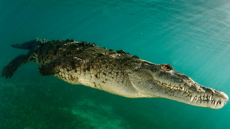 A saltwater crocodile swimming