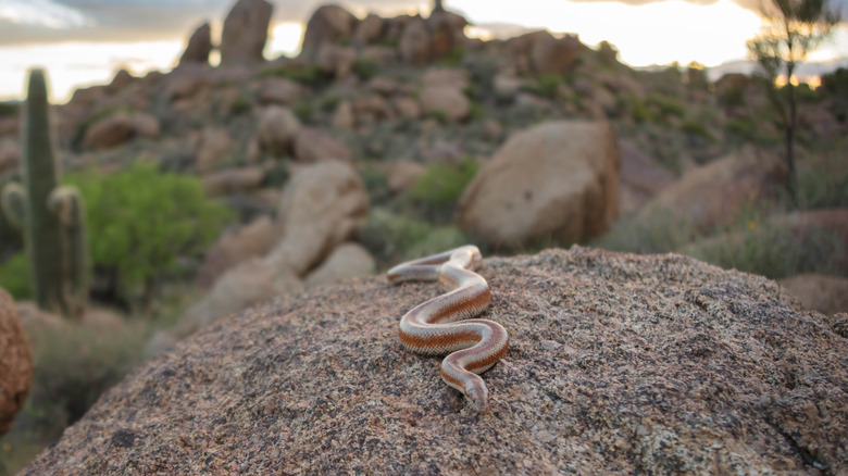 Rosy boa in the desert around Nothing, Arizona