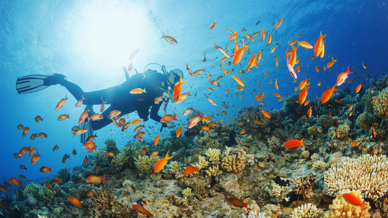 Scuba diver in the coral reef