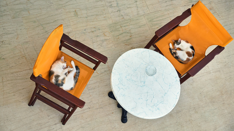 Cats sleeping peacefully at a hotel in Greece