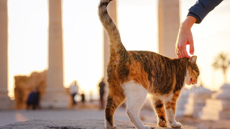 Cat at ancient Greek ruins being pet by a tourist