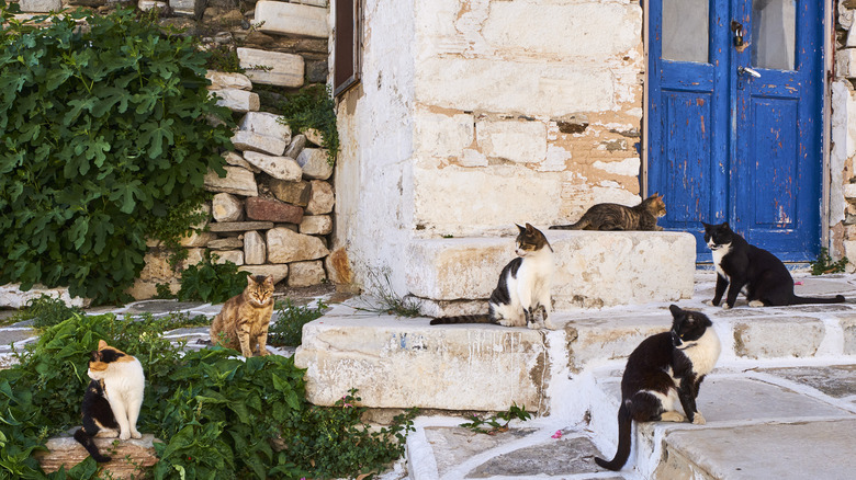 Cats on street in Greece