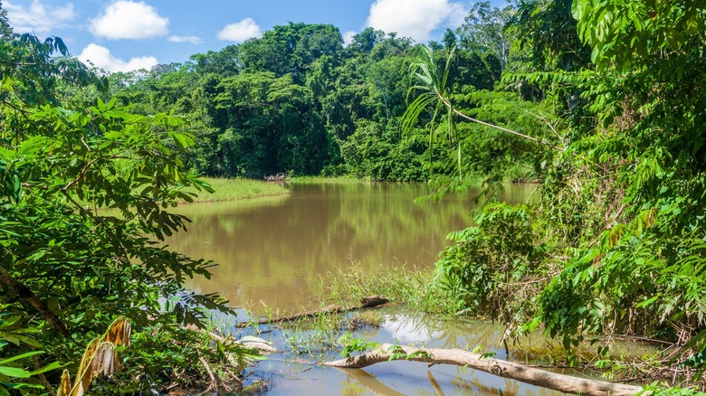 River in Madidi National Park