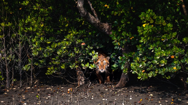 Tiger in the Sundarbans