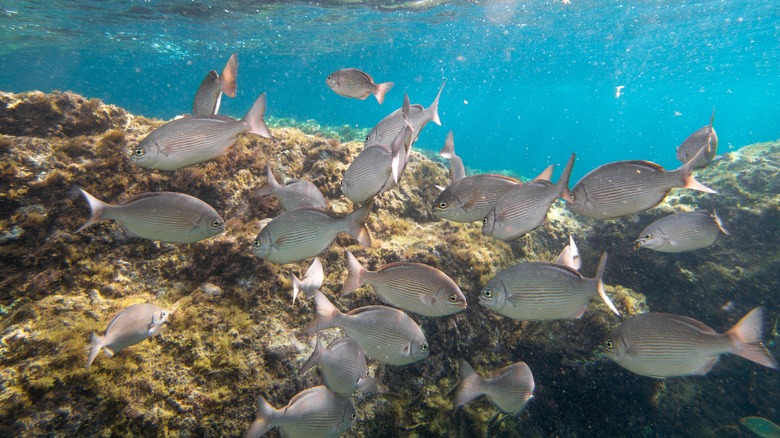 Fish underwater in Tenerife