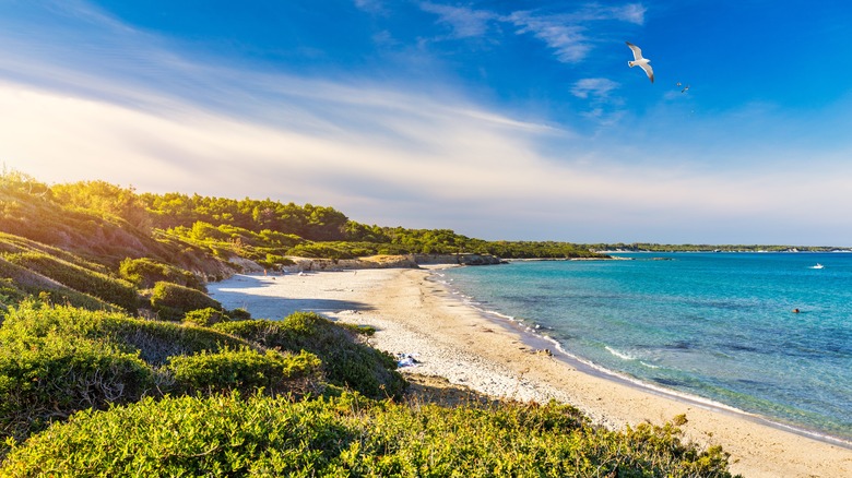 A sandy beach with green vegetation in Salento, Italy