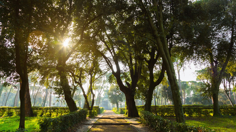 Sunlight through the trees in Borghese park