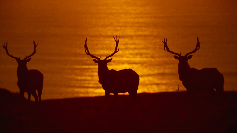 Tule elk silhouttes at sunset