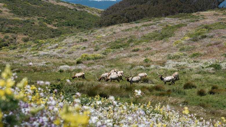 Elk grazing in Point Reyes National Seashore