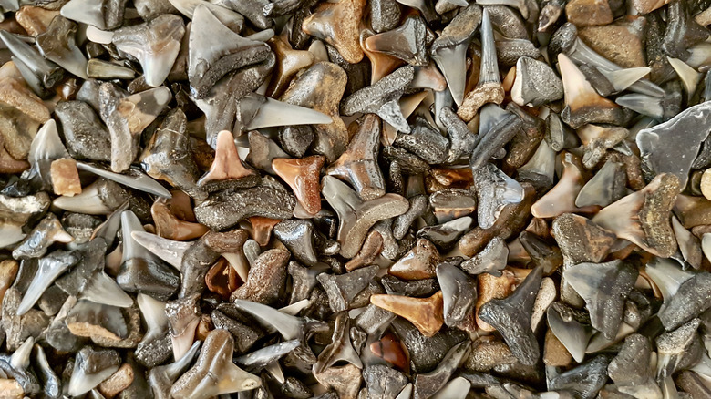 collection of shark tooth fossils from Caspersen Beach