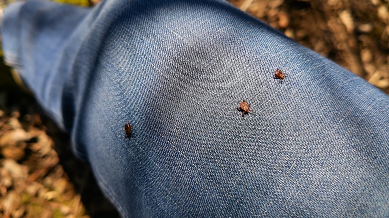Ticks on person's leg