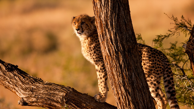 A cheetah cub at Phinda Private Game Reserve