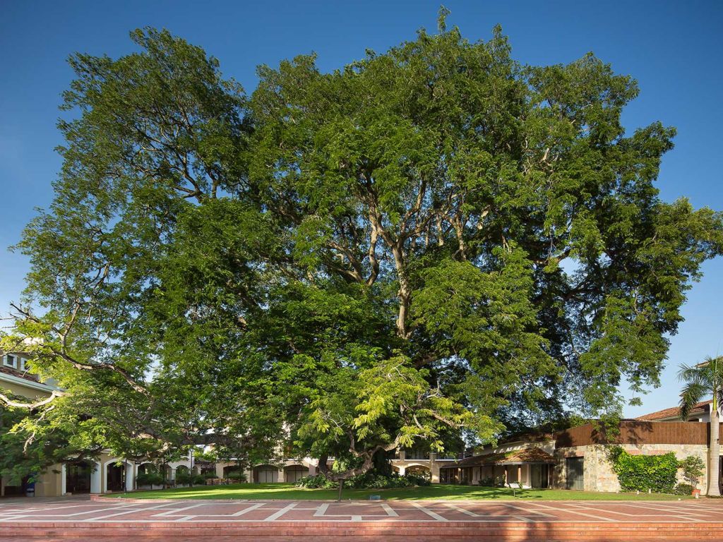 Corotú tree