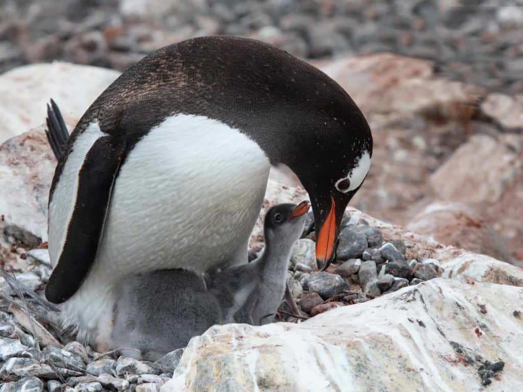 Inside Abercrombie & Kent's Epic Journey To Antarctica | Islands