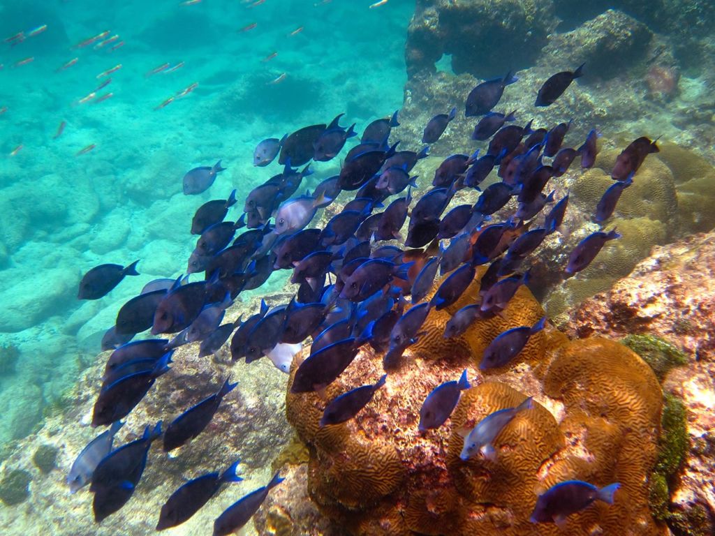 Best Snorkeling in the Caribbean: Waterlemon Cay USVI