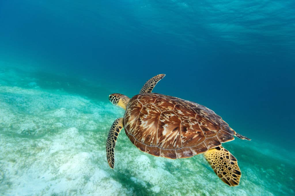 7 Best Snorkeling Spots in St. John | Islands