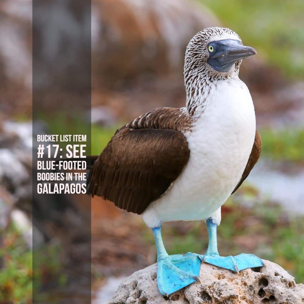 Bucket List Ideas: Galapagos