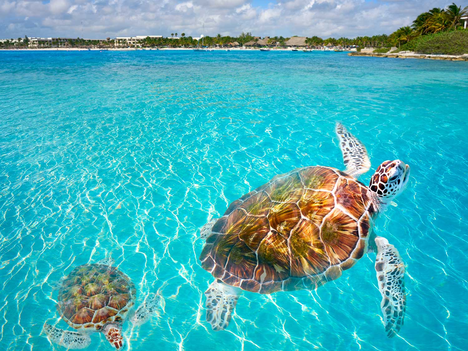 The Best Snorkeling in Cancun | Islands