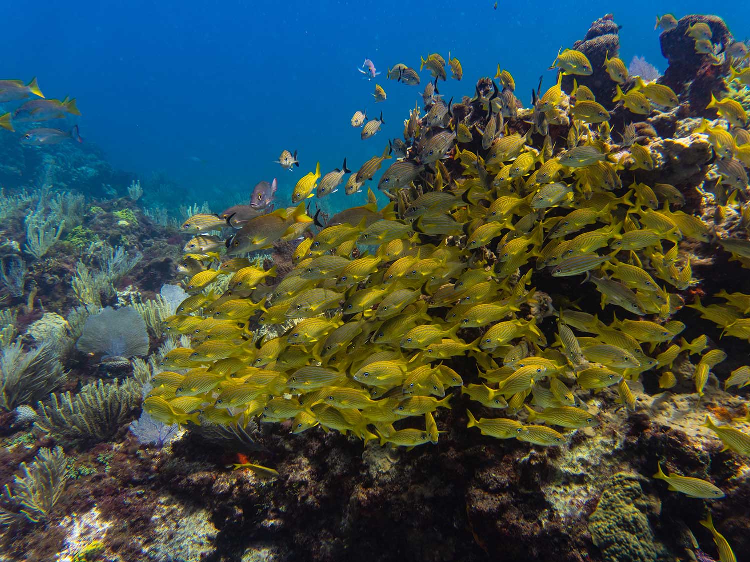 The Best Snorkeling in Cancun | Islands