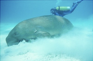 dugong_dungongdivecenter.jpg