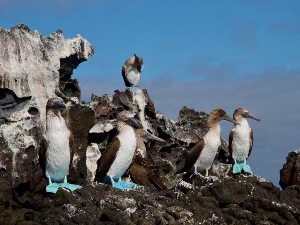 blue-footed boobies