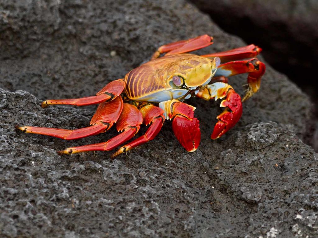 Sally Lightfoot Crab