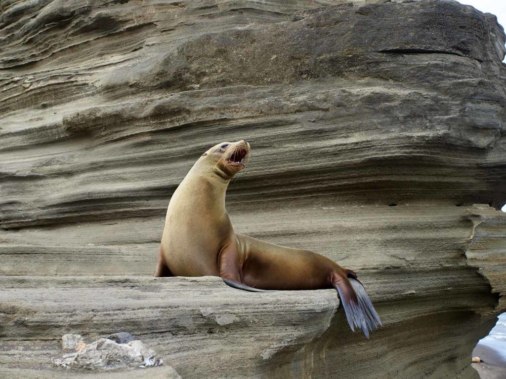 sea lions