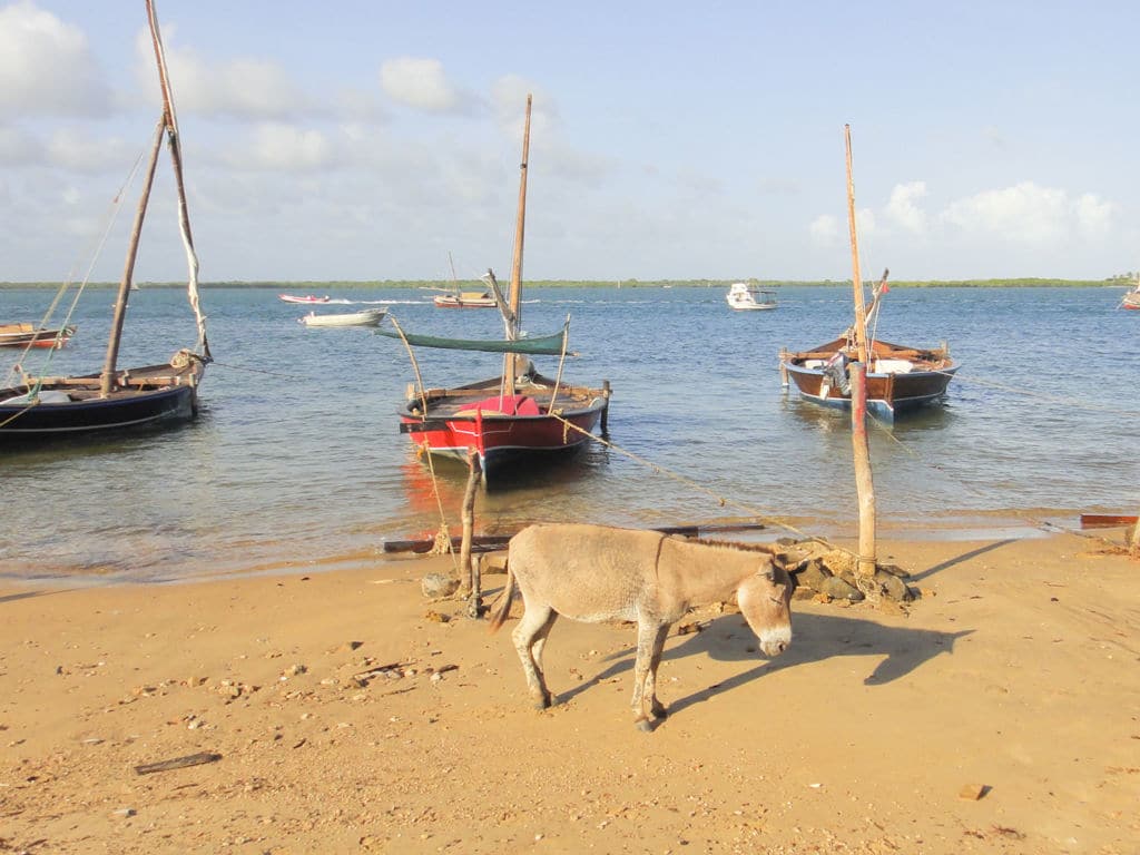 A donkey walking on a beach shore.